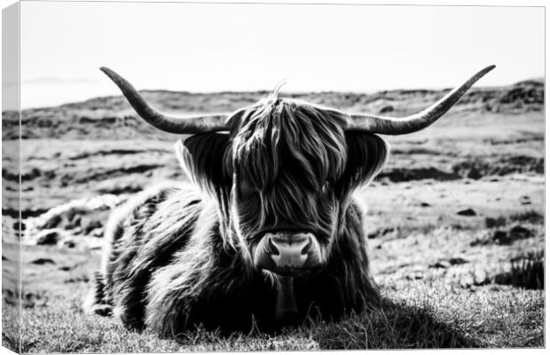 Highland Cow in black and white Canvas Print by Guido Parmiggiani