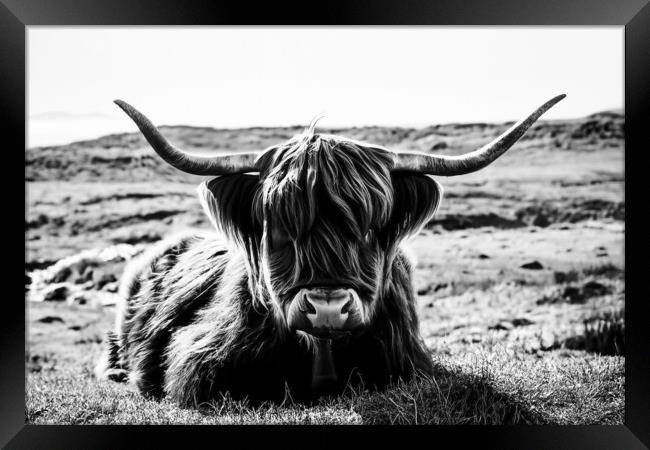 Highland Cow in black and white Framed Print by Guido Parmiggiani