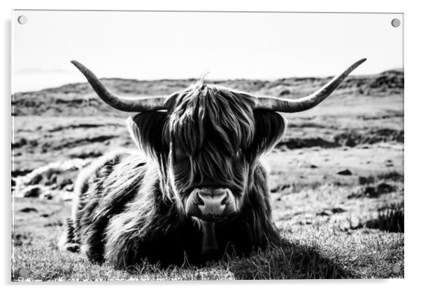 Highland Cow in black and white Acrylic by Guido Parmiggiani