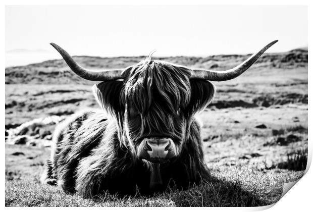 Highland Cow in black and white Print by Guido Parmiggiani