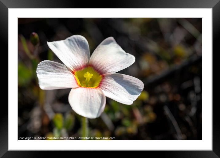 Close-up of white oxalis (Oxalis obtusa) Framed Mounted Print by Adrian Turnbull-Kemp