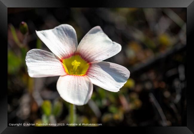 Close-up of white oxalis (Oxalis obtusa) Framed Print by Adrian Turnbull-Kemp