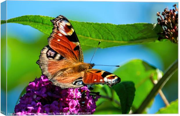 Evasive Beauty: the Peacock Butterfly Canvas Print by Tom McPherson