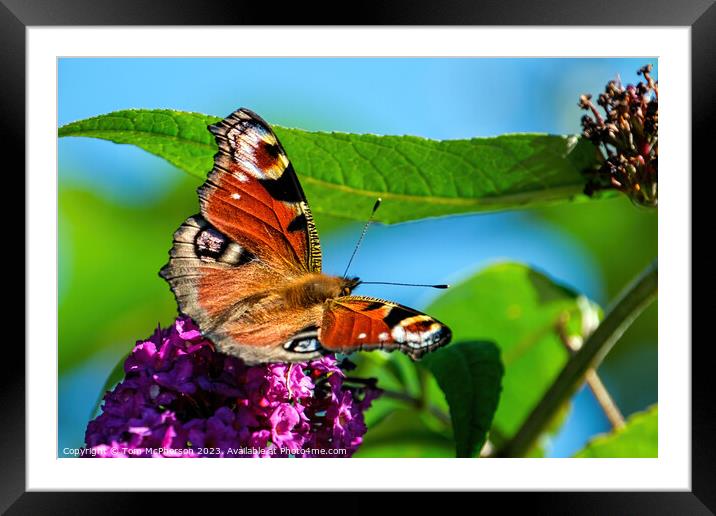 Evasive Beauty: the Peacock Butterfly Framed Mounted Print by Tom McPherson