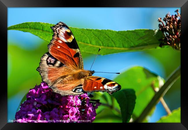 Evasive Beauty: the Peacock Butterfly Framed Print by Tom McPherson
