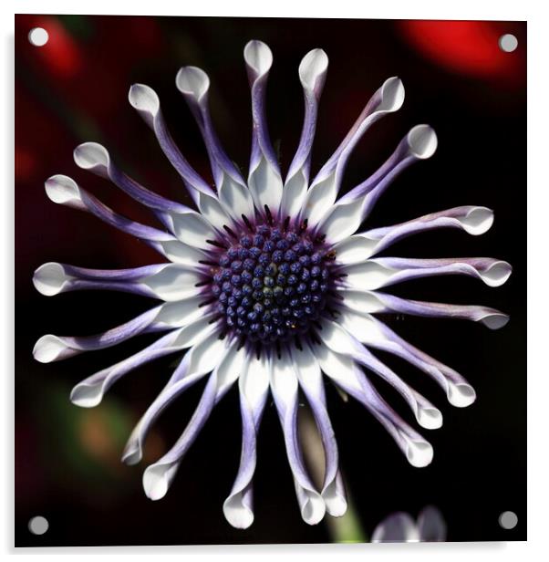 Osteospermum Ecklonis Acrylic by Carl Whitfield