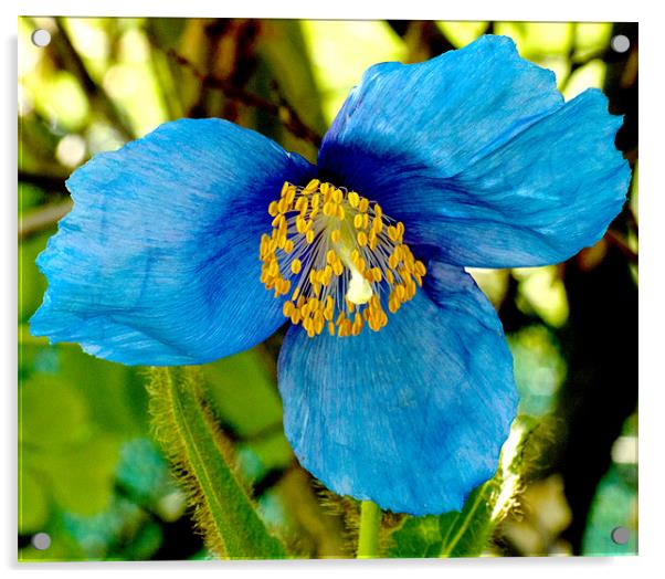 Himalayan Blue Poppy Acrylic by Tim O'Brien