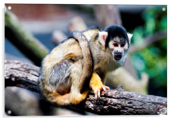 Common squirrel monkey Acrylic by Fabrizio Troiani