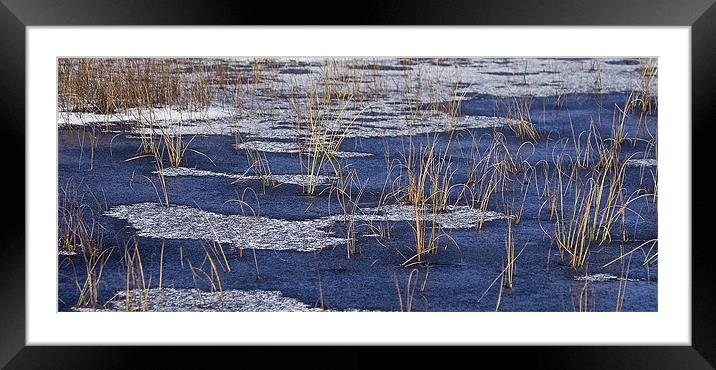 Frozen Reeds Rannoch Moor Scotland Framed Mounted Print by Tim O'Brien
