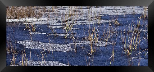 Frozen Reeds Rannoch Moor Scotland Framed Print by Tim O'Brien