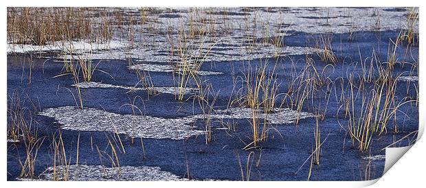 Frozen Reeds Rannoch Moor Scotland Print by Tim O'Brien