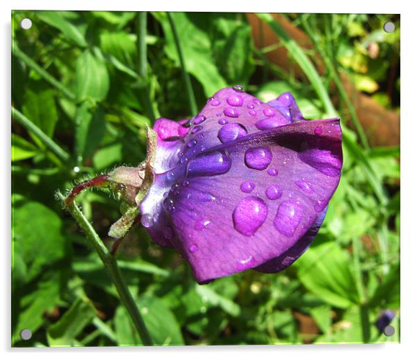 Purple Sweetpea Acrylic by Debra Kelday