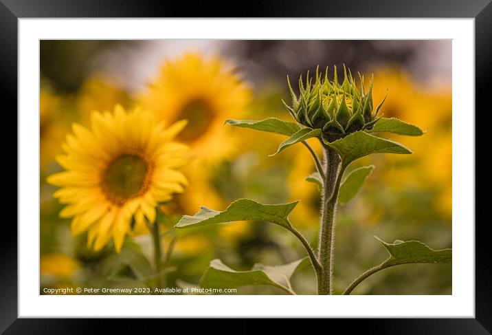 Sunflowers In A Field In Chesterton, Oxfordshire Framed Mounted Print by Peter Greenway