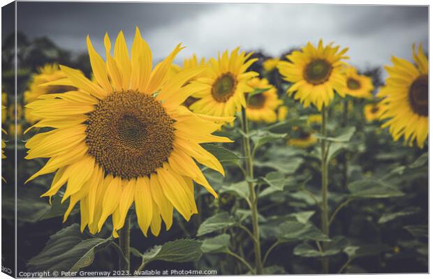Sunflowers In A Field In Chesterton, Oxfordshire Canvas Print by Peter Greenway