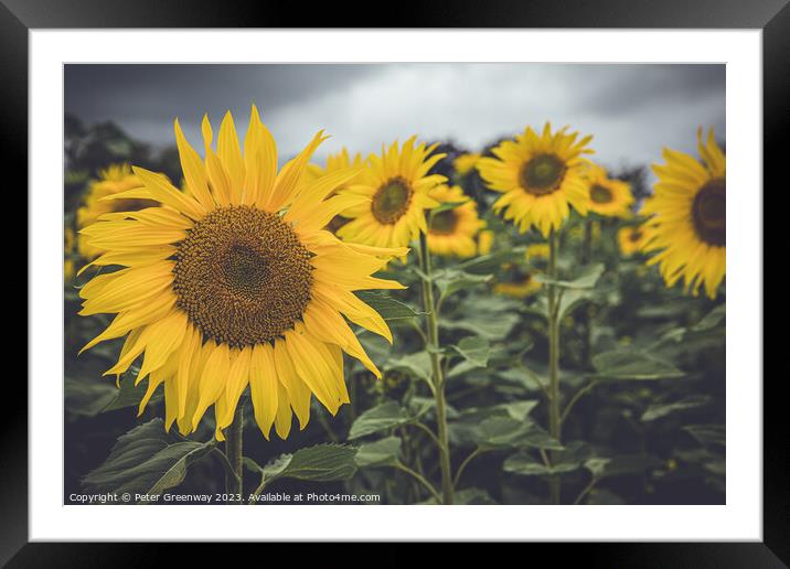 Sunflowers In A Field In Chesterton, Oxfordshire Framed Mounted Print by Peter Greenway