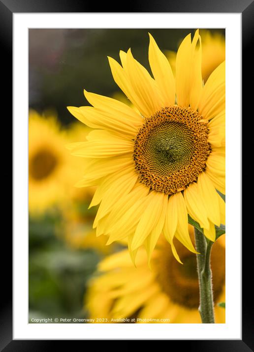 Sunflowers In A Field In Chesterton, Oxfordshire Framed Mounted Print by Peter Greenway