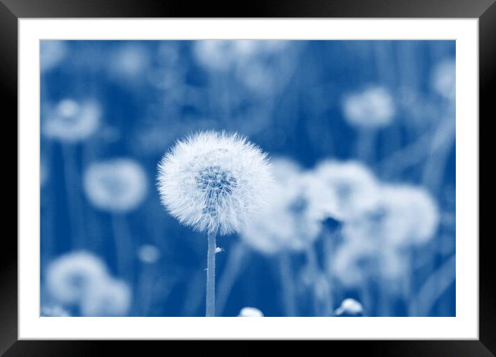 Field of dandelion seeds blowing, stems and white fluffy dandelions ready to blow Framed Mounted Print by Virginija Vaidakaviciene