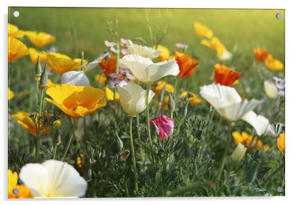 Summer backgroung. Flowers of eschscholzia califor Acrylic by Virginija Vaidakaviciene