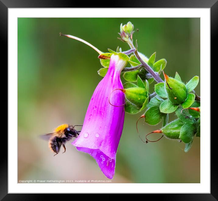 Busy Bee Framed Mounted Print by Fraser Hetherington