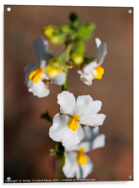 White nemesia (Nemisia fruticans). Acrylic by Adrian Turnbull-Kemp