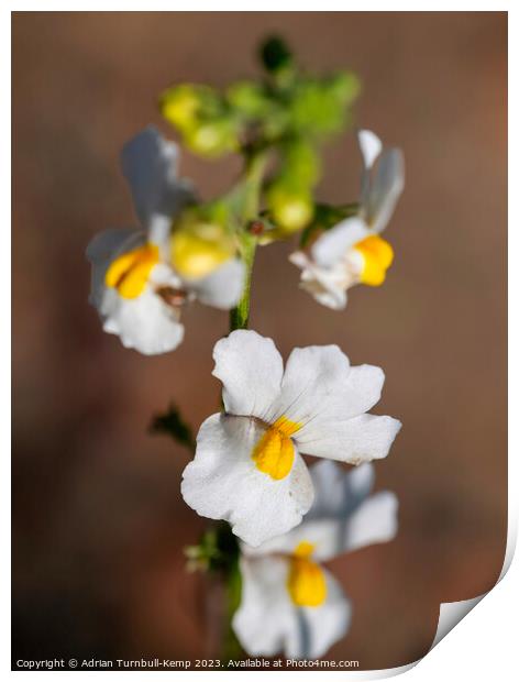 White nemesia (Nemisia fruticans). Print by Adrian Turnbull-Kemp