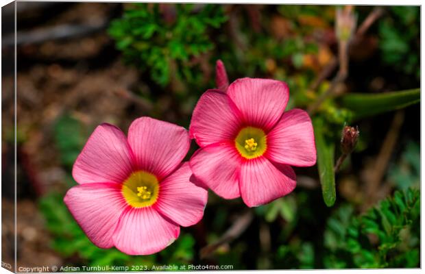Close up of a pair of red oxalis (Oxalis obtusa) Canvas Print by Adrian Turnbull-Kemp