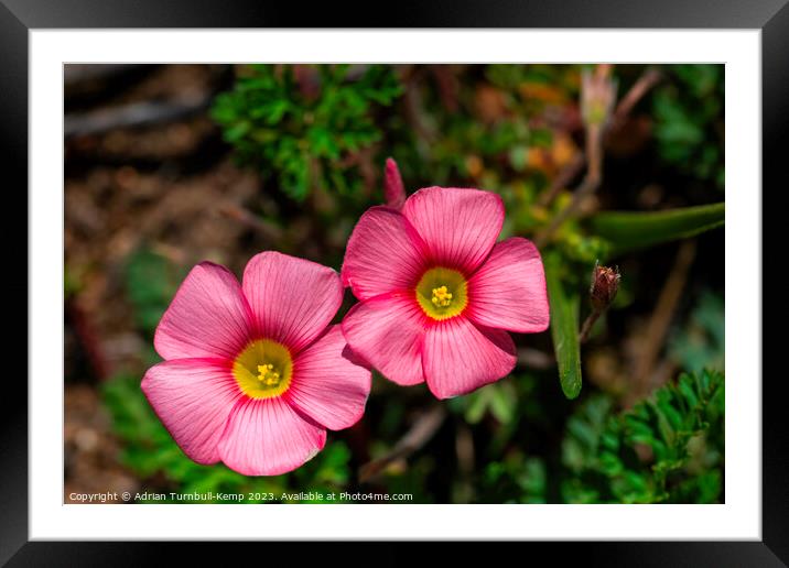 Close up of a pair of red oxalis (Oxalis obtusa) Framed Mounted Print by Adrian Turnbull-Kemp