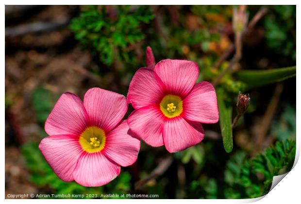 Close up of a pair of red oxalis (Oxalis obtusa) Print by Adrian Turnbull-Kemp