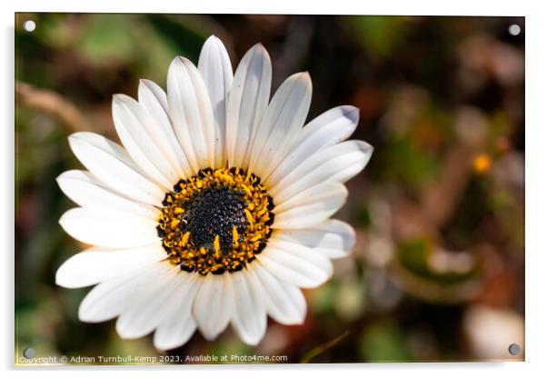 Marguerite or Reënblommetjie flower (Dimorphotheca Acrylic by Adrian Turnbull-Kemp