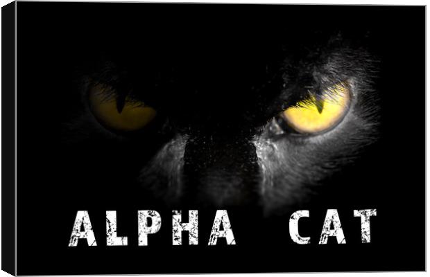 Alpha Cat with deadly stare on black Canvas Print by Simon Bratt LRPS