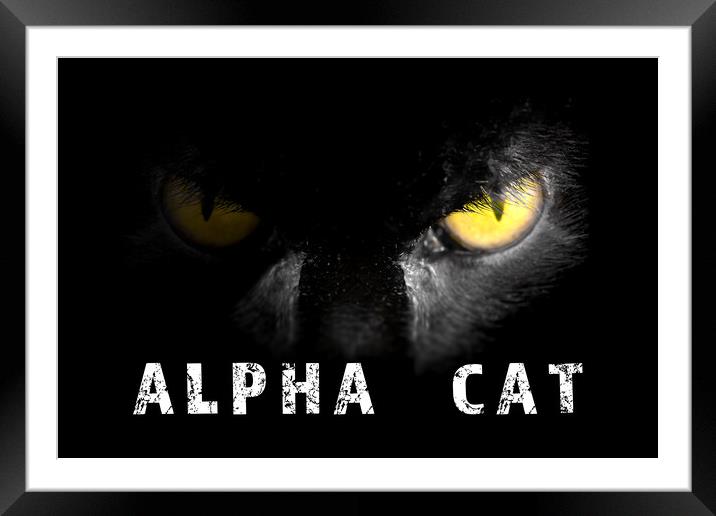 Alpha Cat with deadly stare on black Framed Mounted Print by Simon Bratt LRPS