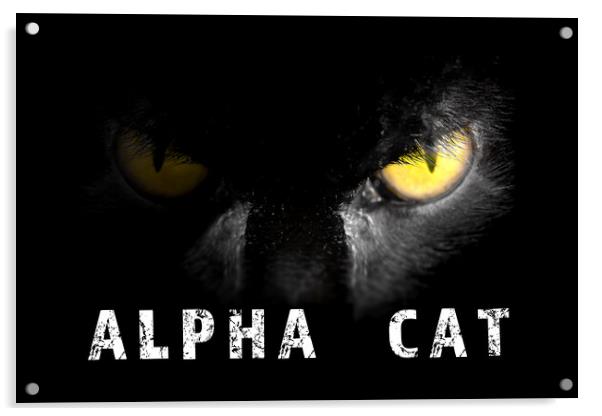 Alpha Cat with deadly stare on black Acrylic by Simon Bratt LRPS