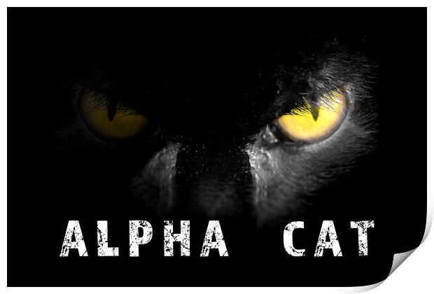 Alpha Cat with deadly stare on black Print by Simon Bratt LRPS