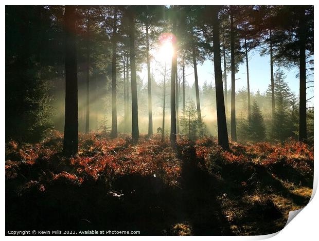 New Forest Winter Morning  Print by Kevin Mills