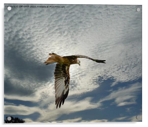 Soaring Red Kite Amidst Clouds Acrylic by Cliff Kinch