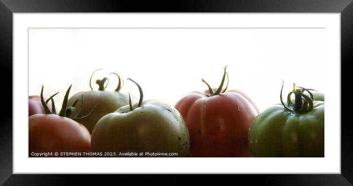 Ripening In The Window Framed Mounted Print by STEPHEN THOMAS