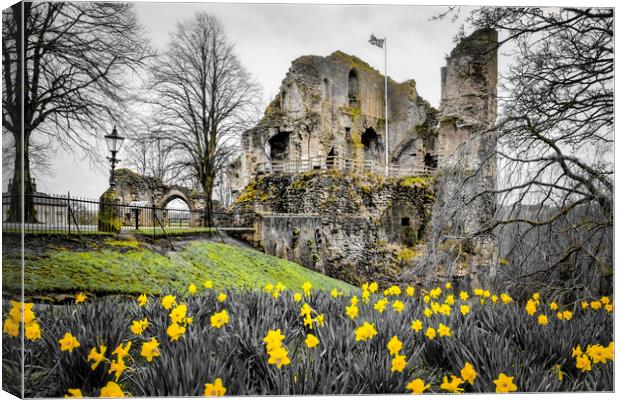 Knaresborough Castle Daffodils Canvas Print by Tim Hill