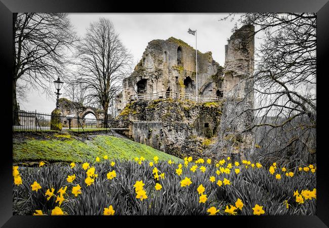 Knaresborough Castle Daffodils Framed Print by Tim Hill