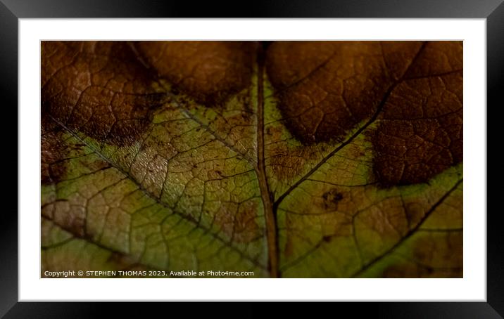 Beautiful Autumn Leaf Framed Mounted Print by STEPHEN THOMAS