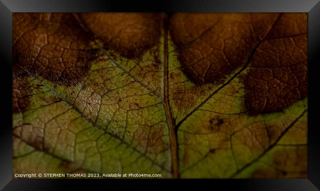 Beautiful Autumn Leaf Framed Print by STEPHEN THOMAS