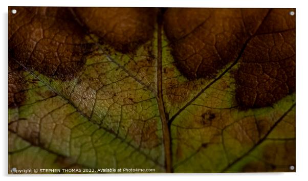 Beautiful Autumn Leaf Acrylic by STEPHEN THOMAS