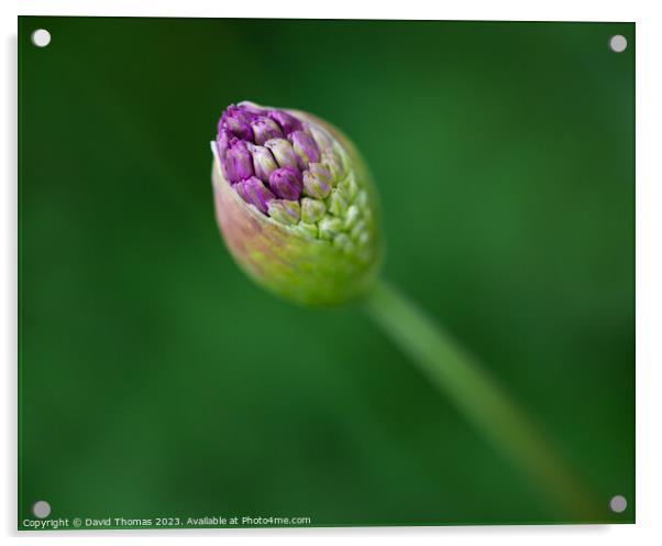 Allium Bud Acrylic by David Thomas