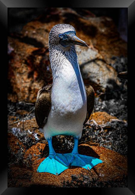 Blue Footed Booby Framed Print by Andrew Cartledge