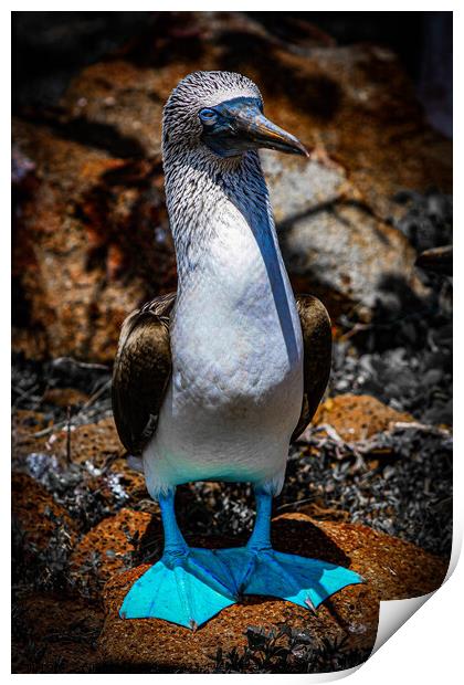 Blue Footed Booby Print by Andrew Cartledge