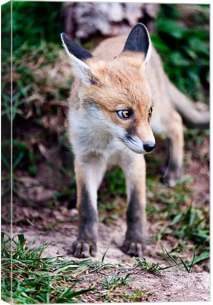 Young Fox Canvas Print by Stephen Mole