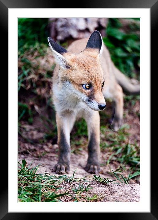Young Fox Framed Mounted Print by Stephen Mole