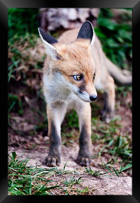 Young Fox Framed Print by Stephen Mole
