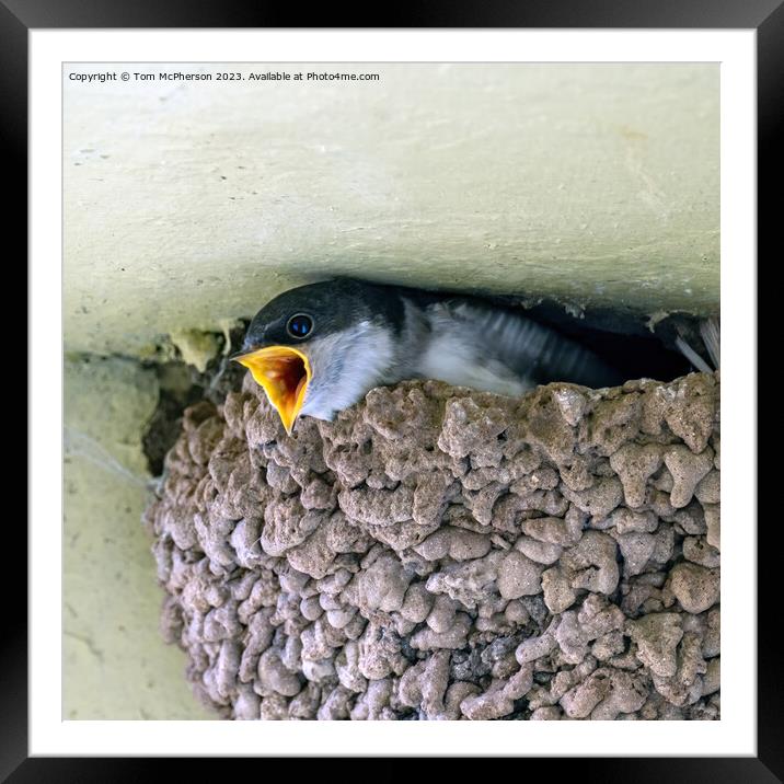 Colony of House Martin Chicks Framed Mounted Print by Tom McPherson