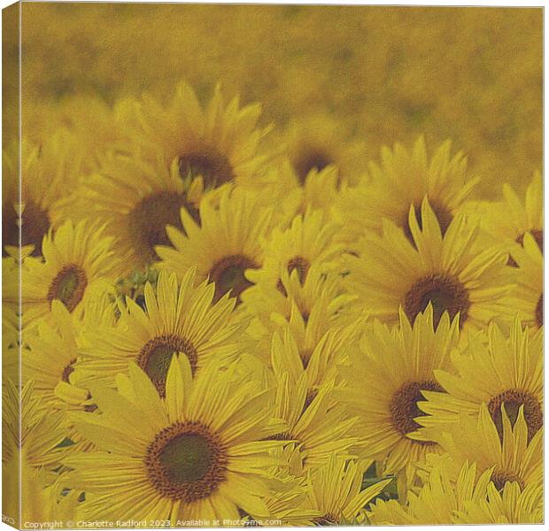 Sun-Kissed Sunflower Landscape Canvas Print by Charlotte Radford