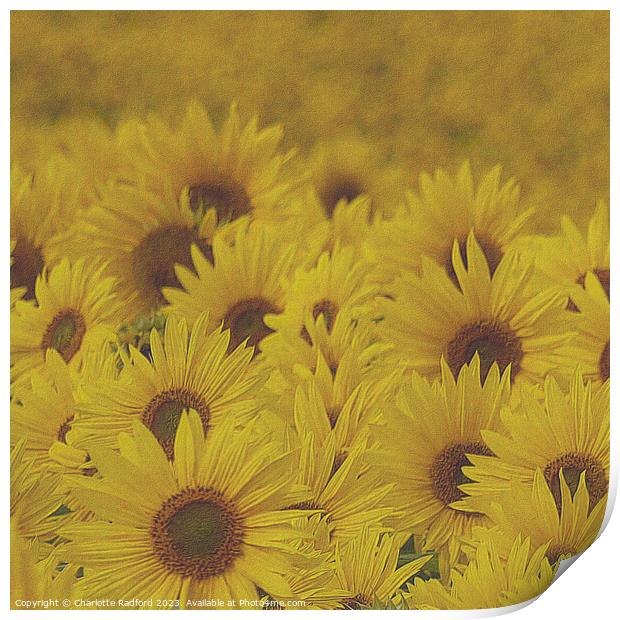 Sun-Kissed Sunflower Landscape Print by Charlotte Radford